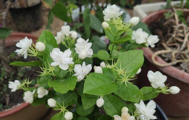 可以食用的茉莉花苗 5e9dad0758ad44eb9516df13418009d4.jpeg