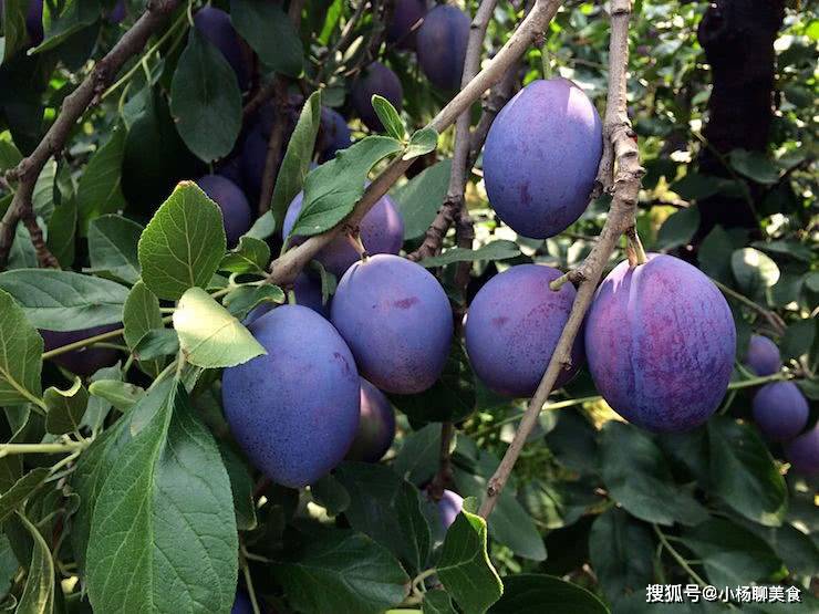 4月吃这种梅子,号称“青春源泉”,还能助眠养颜,女人要多吃!_水果