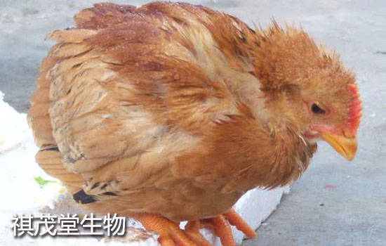 鸡腺胃炎症状图片
