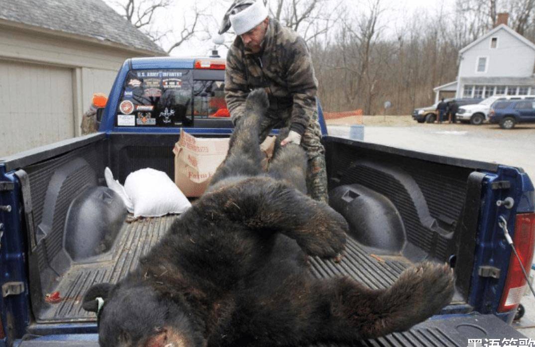 原创美国护熊奇人与女友护熊13年夜宿保护区时二人都被熊吃掉