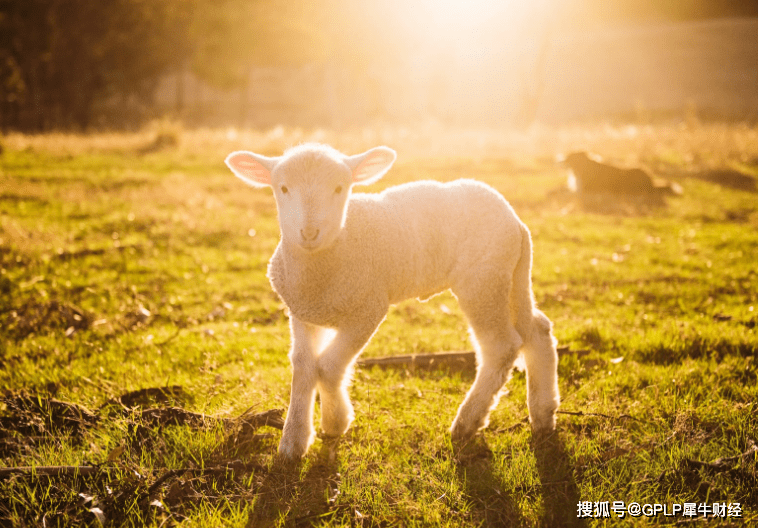 红星美羚转战创业板IPO 羊奶质量问题多发被