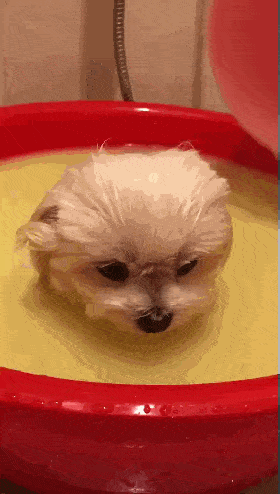 为给狗狗做美容,主人在家自制硫磺温泉,网友:怎么我只看到奶油南瓜汤?