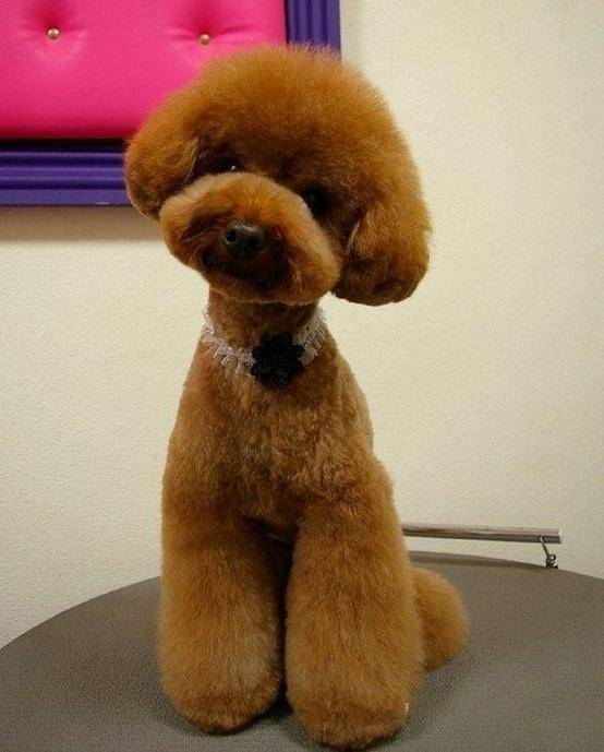 看看你家的狗狗能活多少年 珍惜你们在一起的时间 寿命