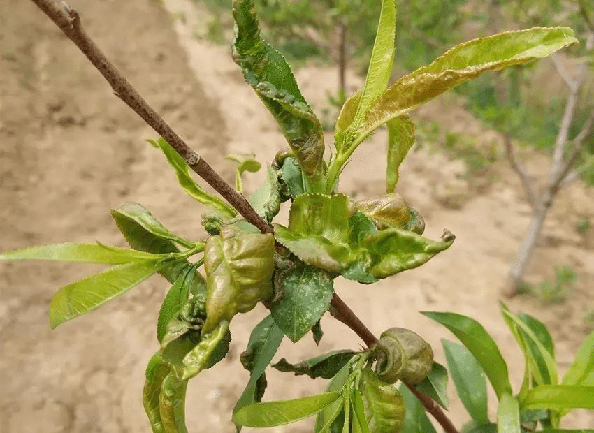 桃树缩叶病如何防治