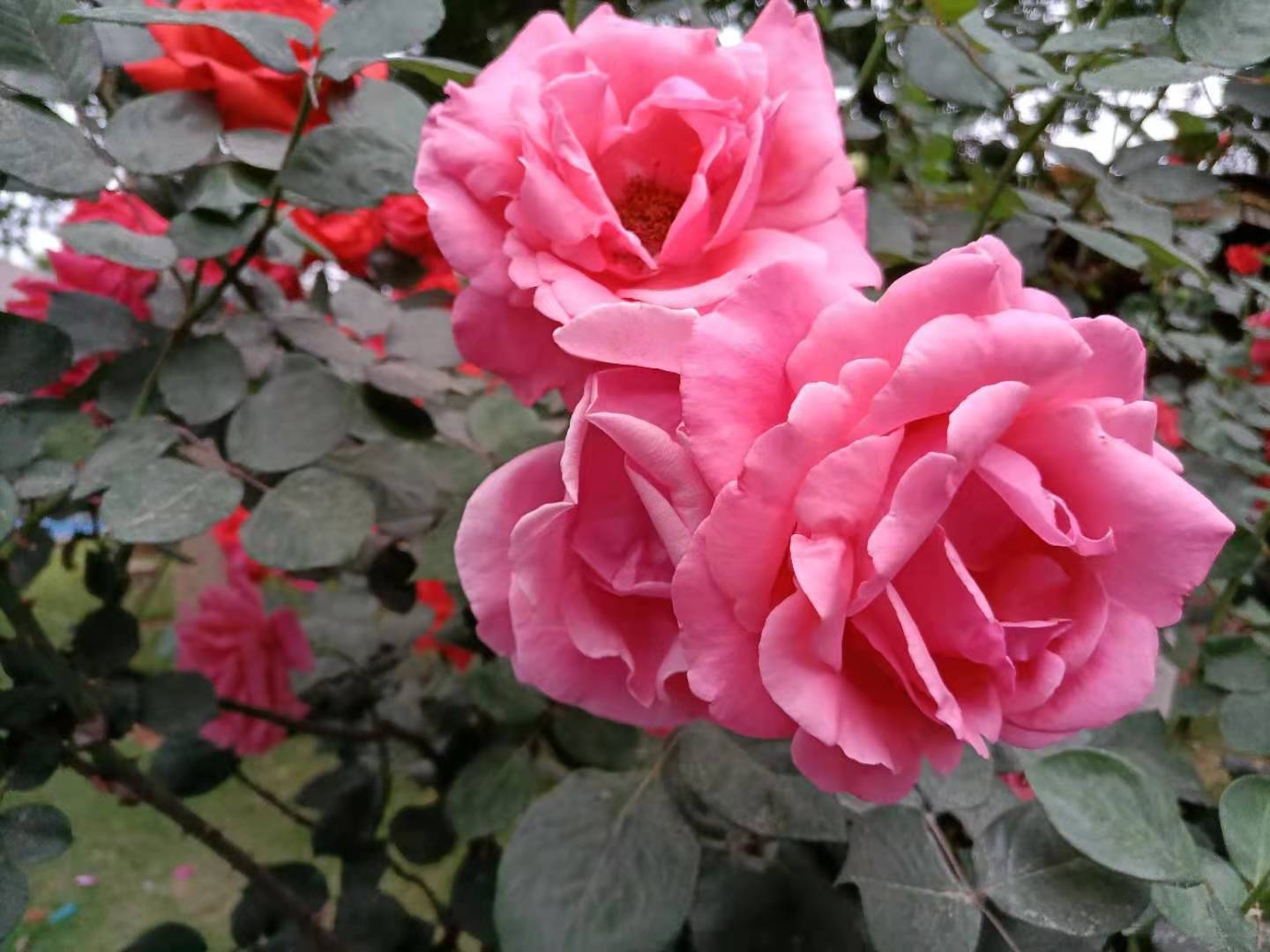 弥勒市逛玫瑰庄园拍下玫瑰花与大家一起分享