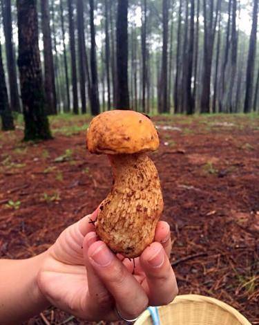 大山深处乡间小路上捡蘑菇的小姑凉，是多少人童年的回忆？