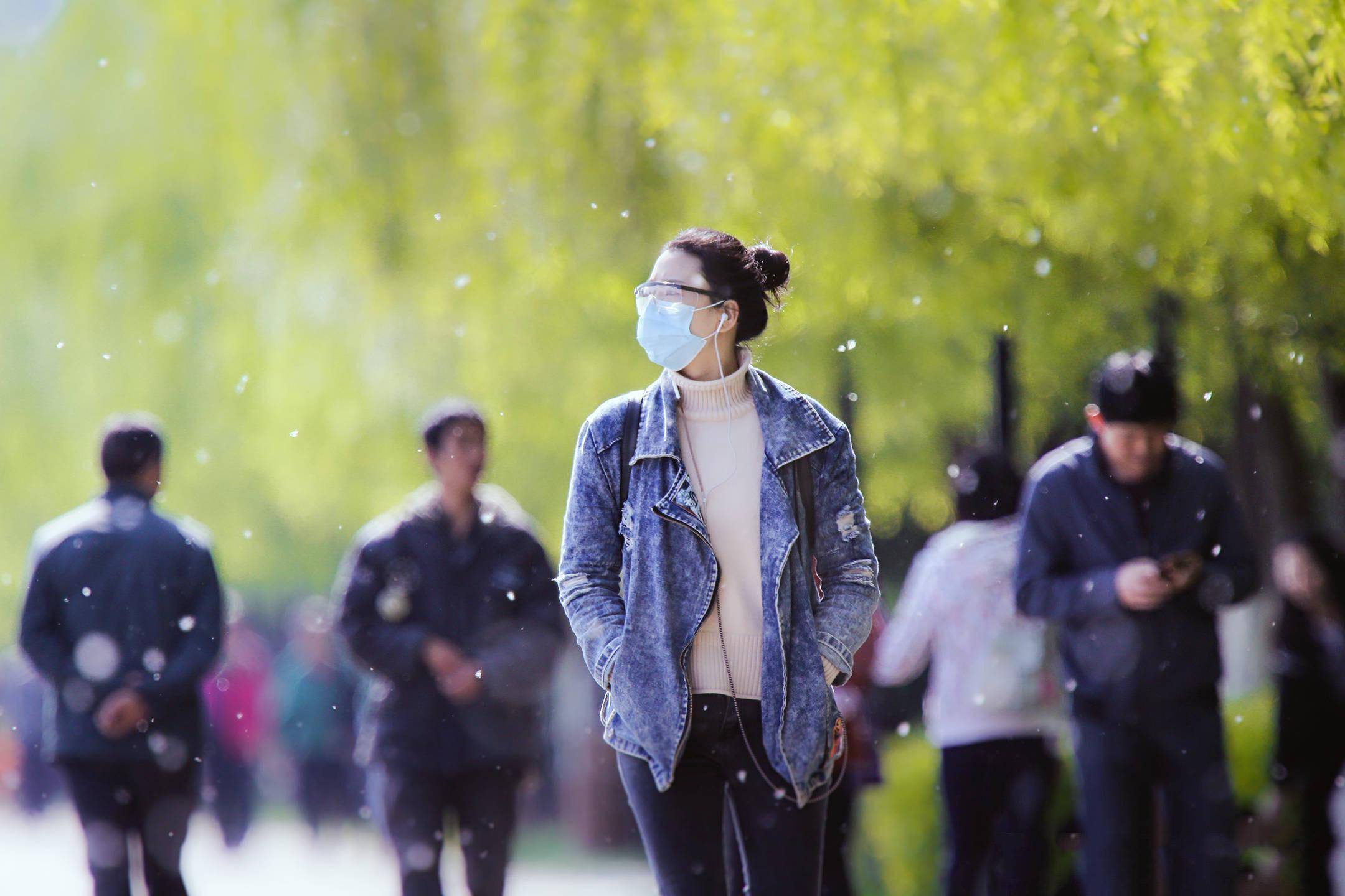 风吹柳絮飞图片图片