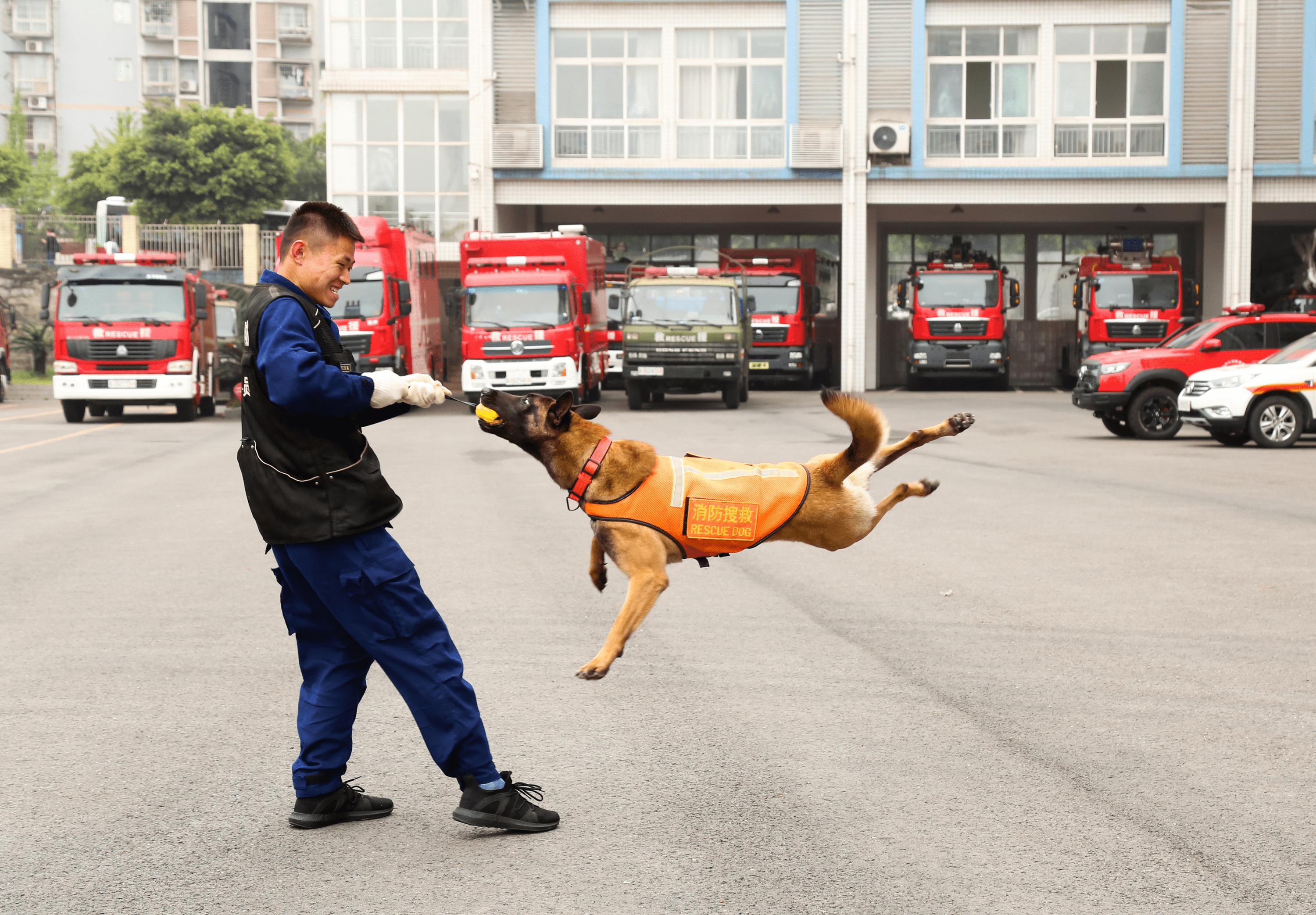 四川內江:消防搜救犬追風,獵手前來報道