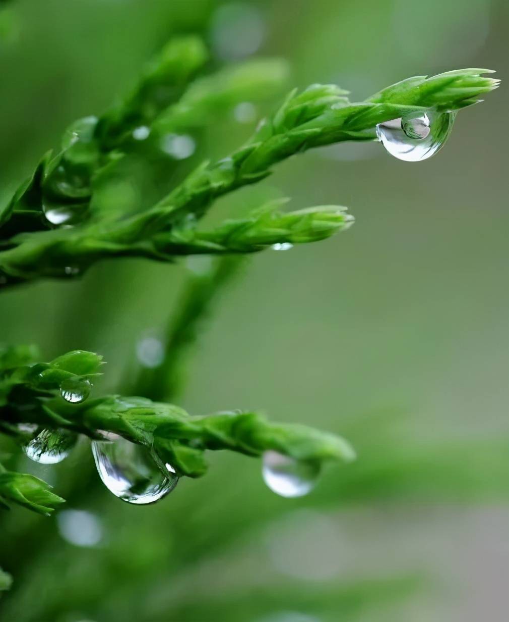 原创三月的乙木1