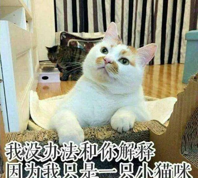 191c94d8900f40548b8d93474fccb0af.jpeg