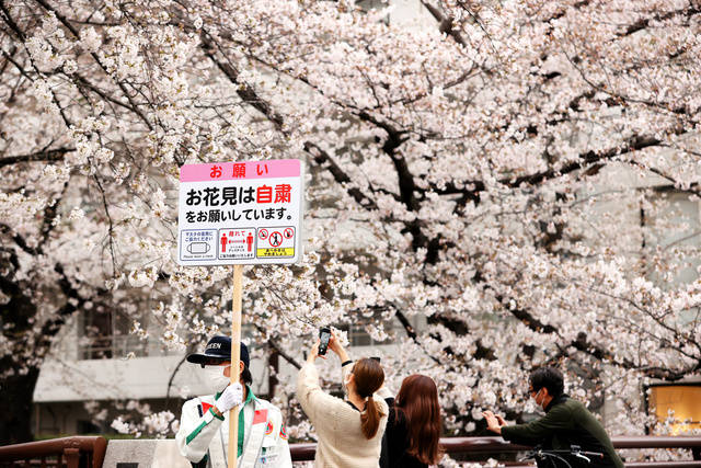日本赏樱有哪些绝佳去处？这份独家赏樱图鉴收好了！