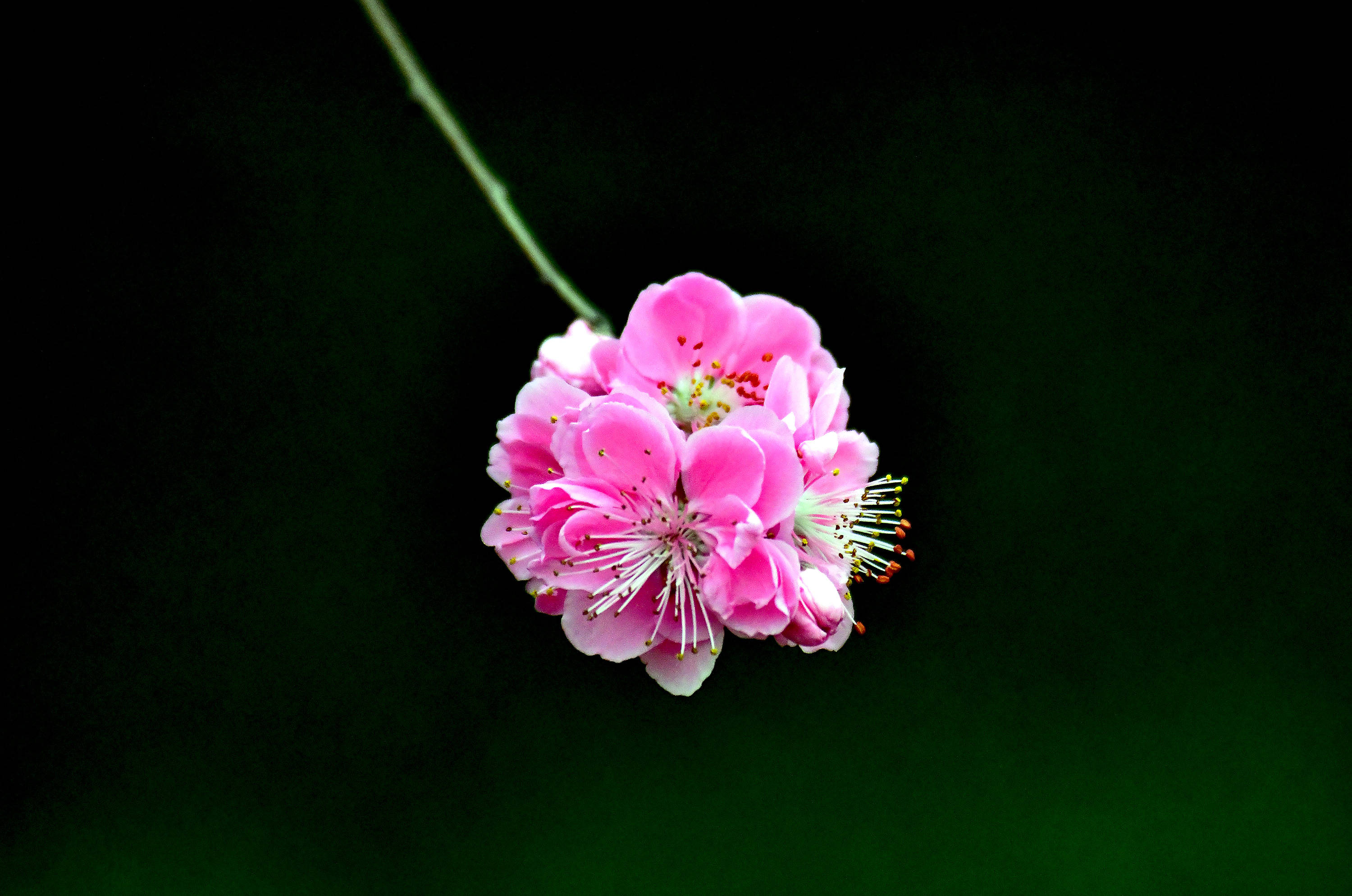 桃花盛开的时光(五)花盛枝头