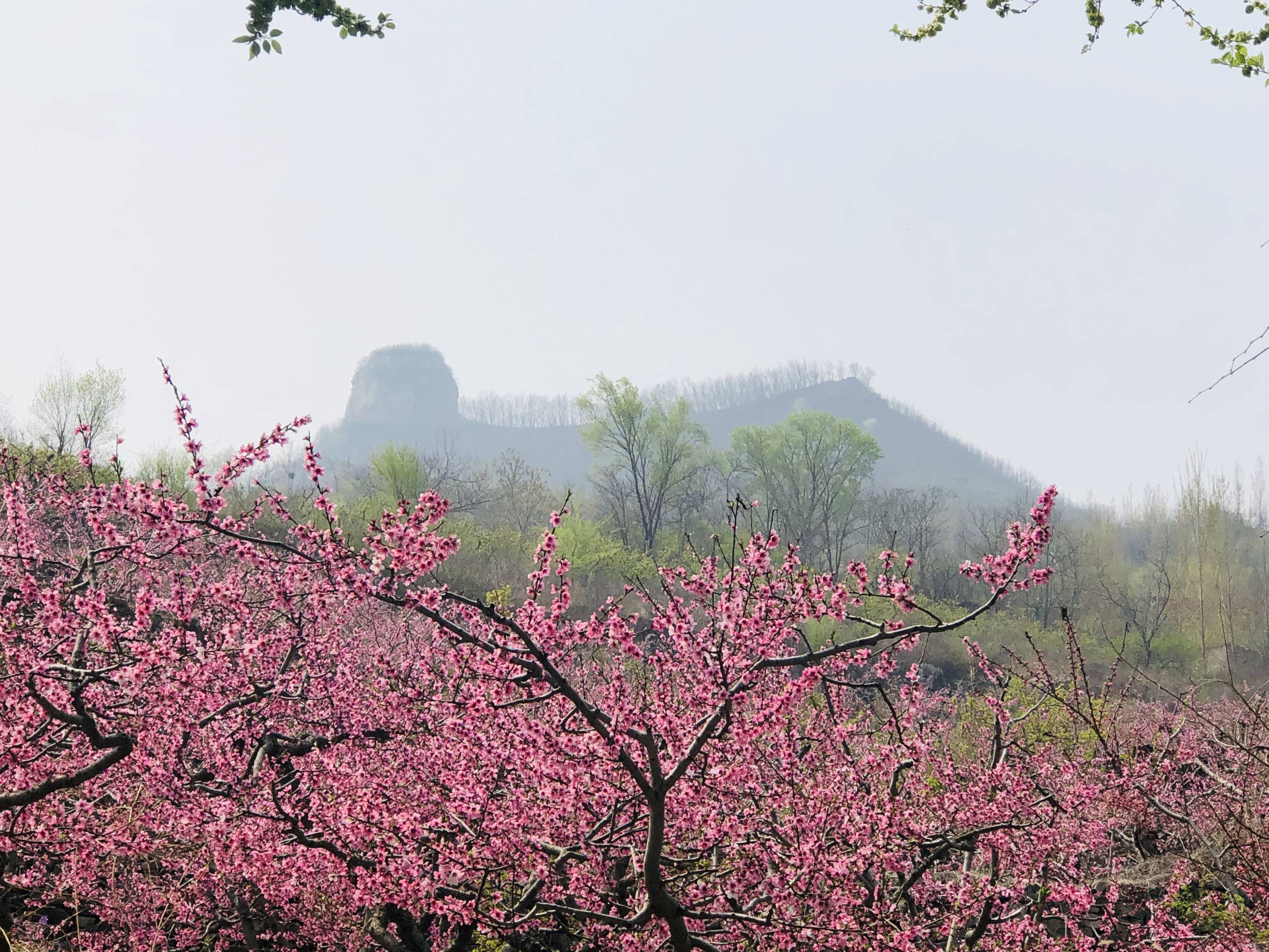 蒙溪桃花图片