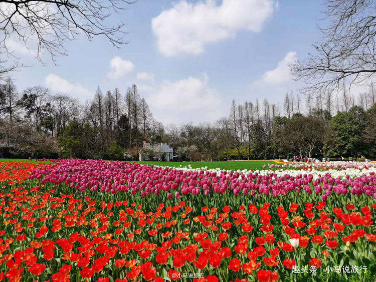 藏在杭州市区的绝佳赏花地，这里的春天看点颇多，周末就走起