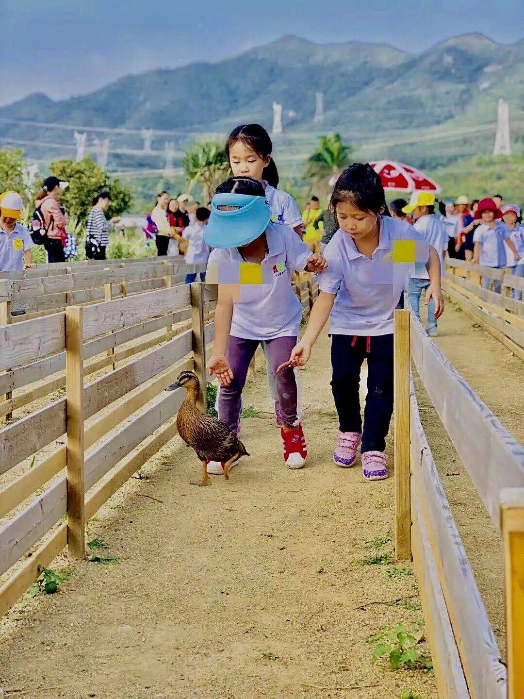 赶鸭子:鸭鸭为什么不听使唤呢?加油啊小鸭鸭,我们要赢啊!