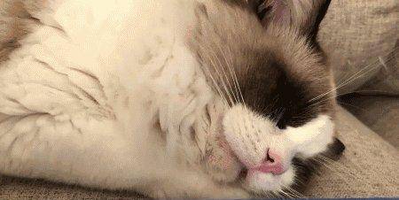 a4475d3556f44a69b8ced02eb9c8d60d.jpeg