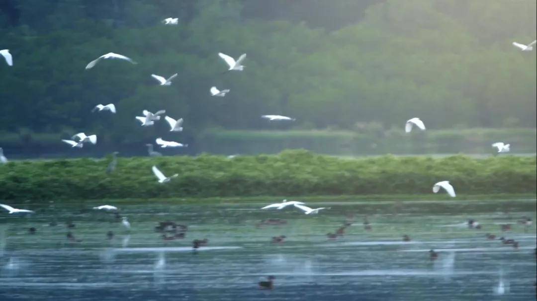 爱鸟周来了！杭州湾新区国家湿地公园期待您的到来！