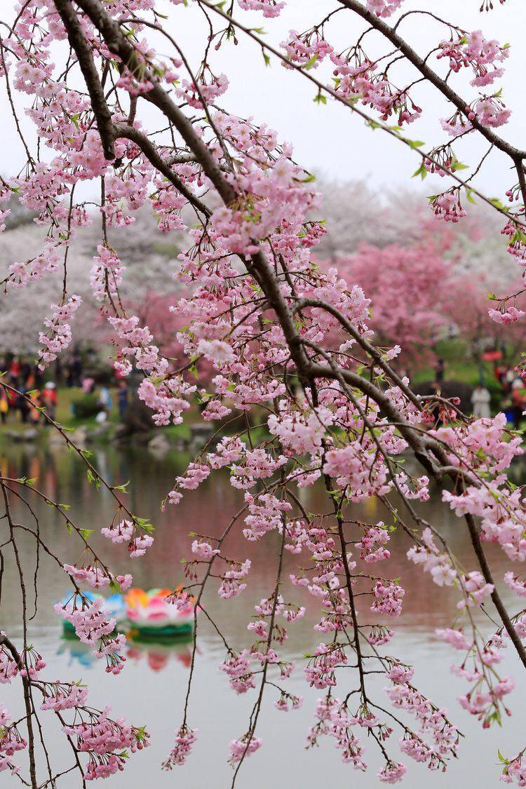 武汉东湖磨山樱园:佳景与美诗带你神游仙仙境_樱花