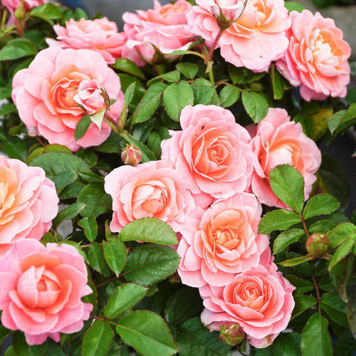 原创盆栽月季,我选3种,花朵超仙,一开花就惊艳了时光!