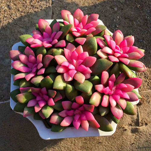 多肉吹雪之松锦长出状态美得像药锦一般内附实用养护技巧