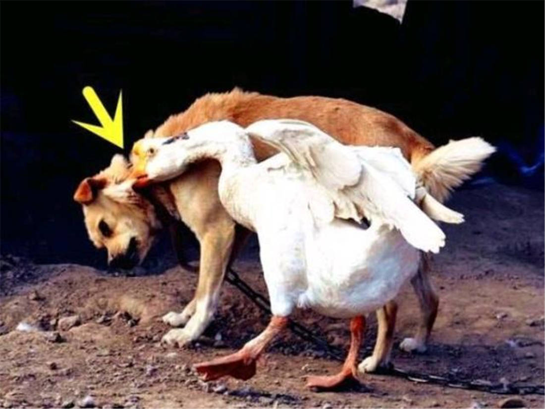 原创2只老虎围攻1只灰鹅反倒被大鹅追啄老虎为何怕鹅呢