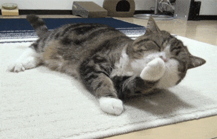 c86caf5ee8524d4f8e9328b4d20d91a7.gif