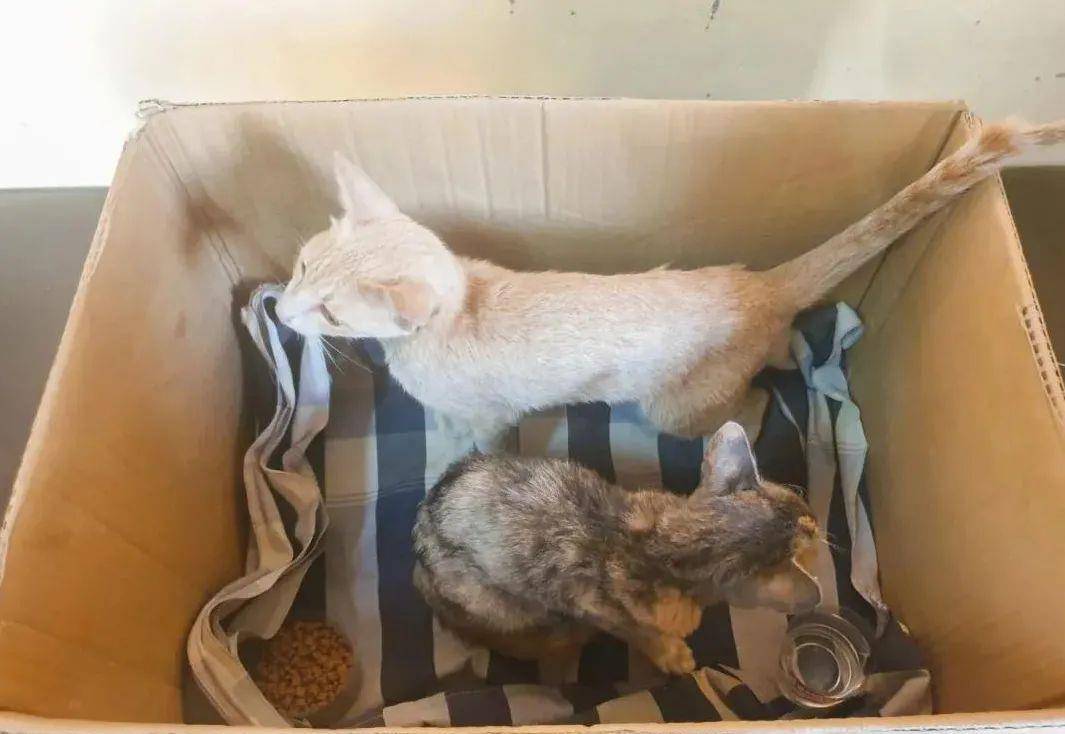 猫咪救援情况如何 c91cb8922e0342a6877555c7ba68eb3a.jpeg