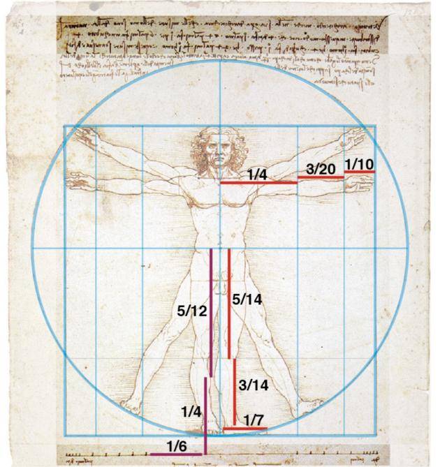 人体比例标准图达芬奇图片