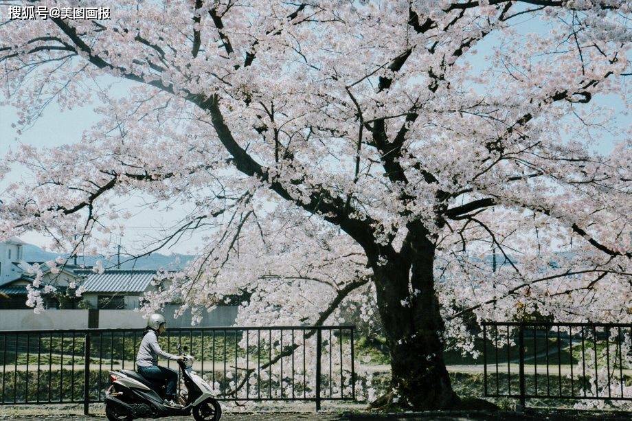 去春天的京都 摄影师 fuji藤井树