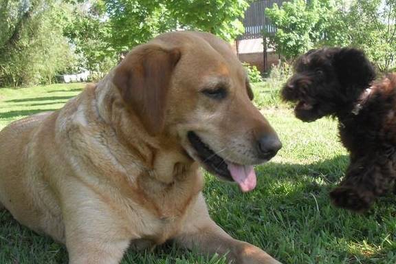 怎么教狗狗不咬拖鞋 7272920c93c24dbd988a417d589e151f.jpeg