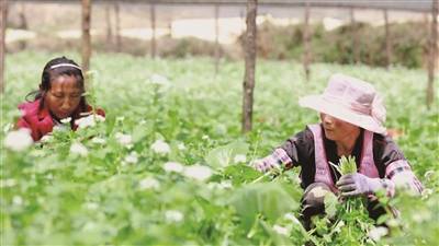 施甸 山葵鼓起村民钱袋子 种植