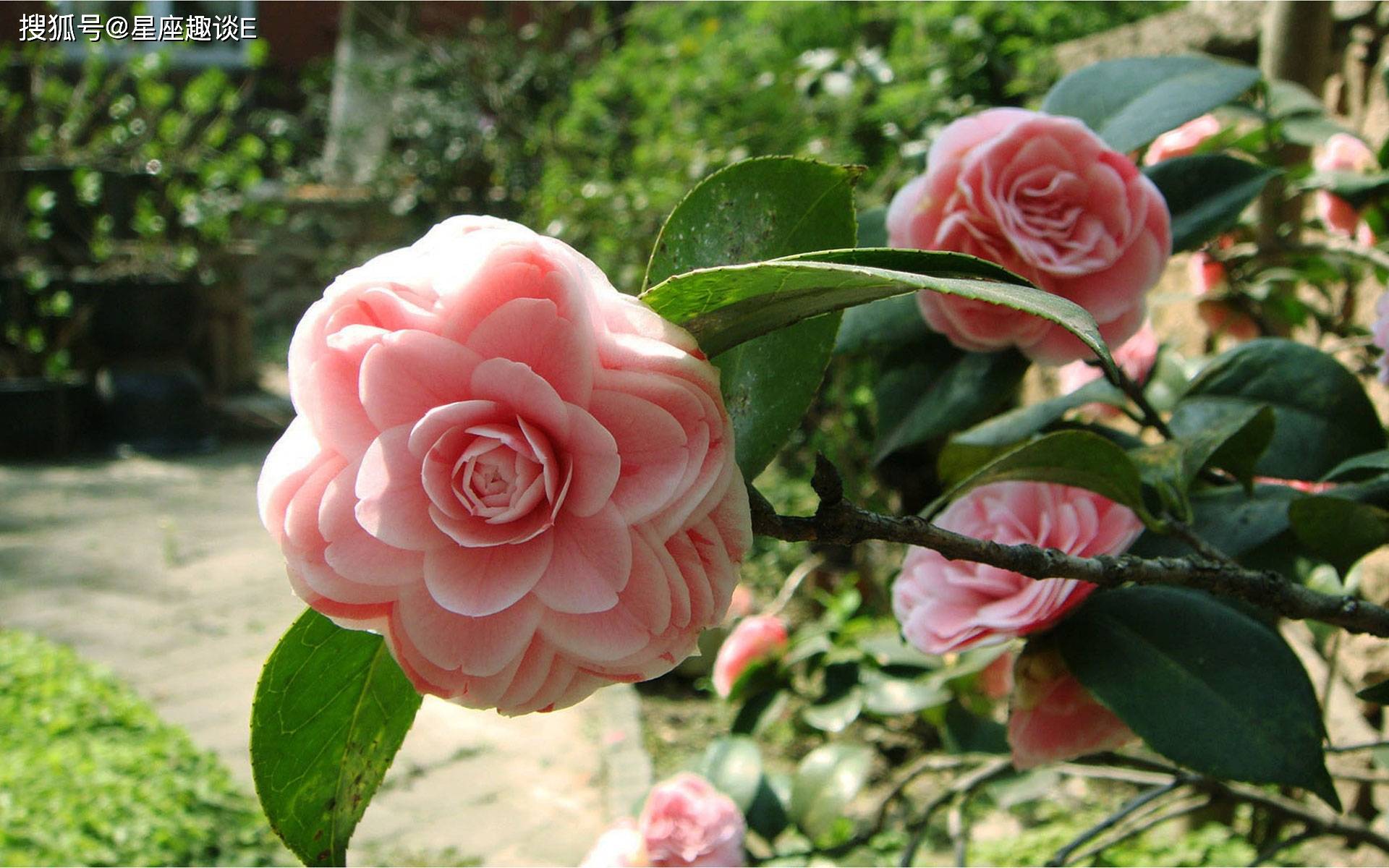 4月13日爱情运势 不负等待 佳人成双的四大星座 对方 4月13日爱情运势 不负等待 佳人成双的四大星座 对方