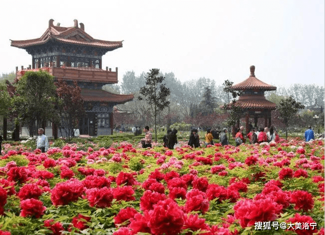 河南洛宁马红军诗歌——牡丹花会