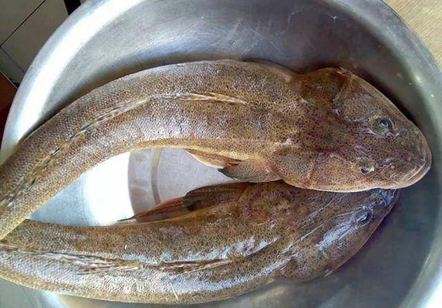 天生外貌就不受欢迎,全身呈现棕褐色,很少有人知道这种鱼类,因为它