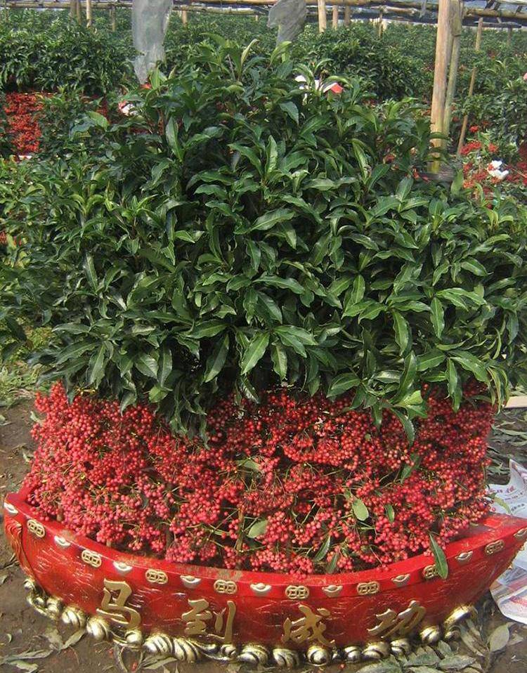 2000元一株值吗?曾经在农村无人问,如今在城里当了"摇钱树"_黄金