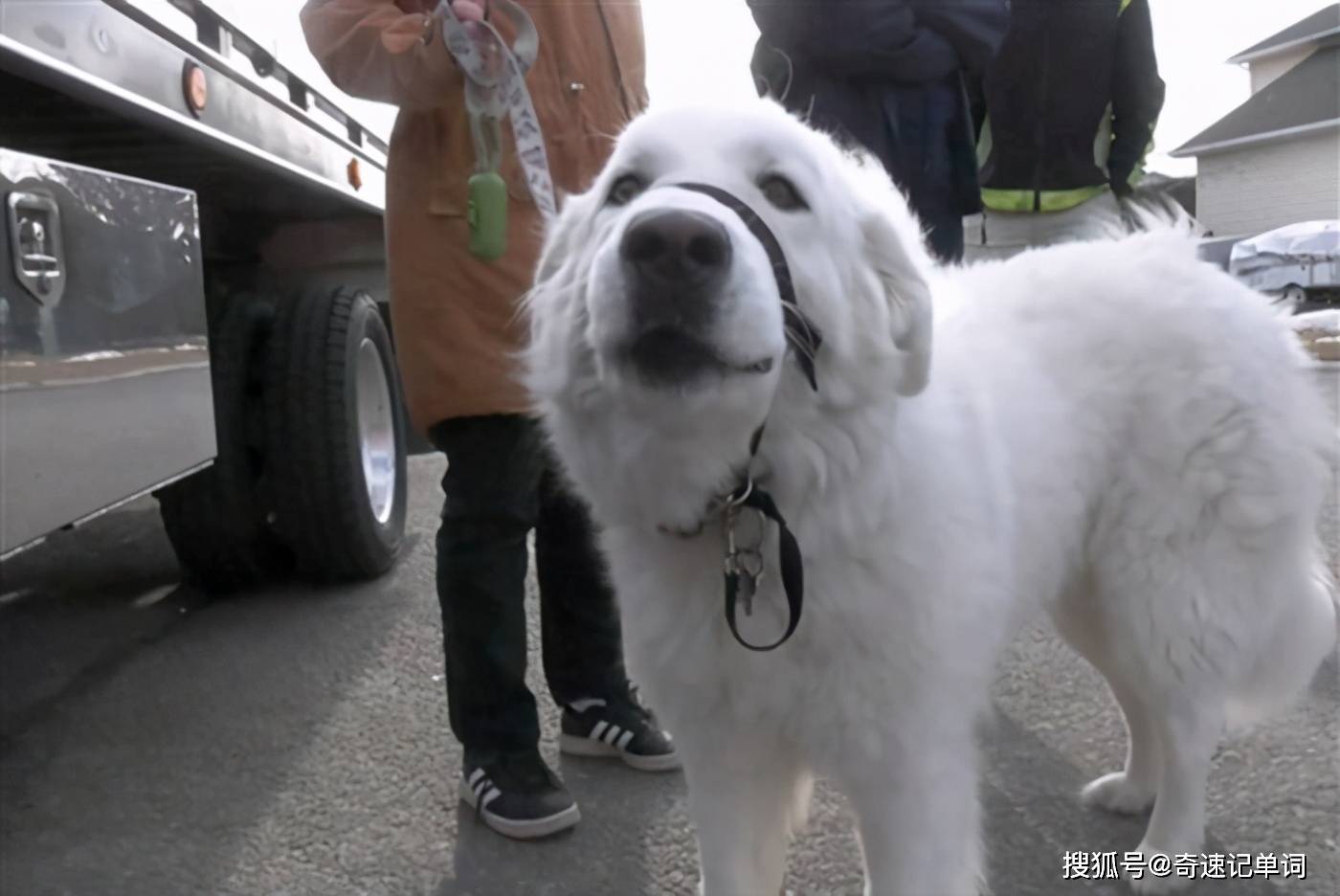 奇速英语时文阅读初二考点狗主人遛狗突发疾病英雄犬机智拦车求救 In