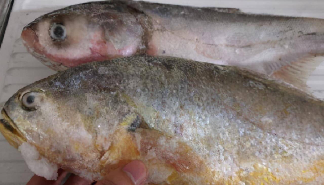 不论解冻什么鱼直接加水泡就毁了学会2招吃着跟活鱼没差别