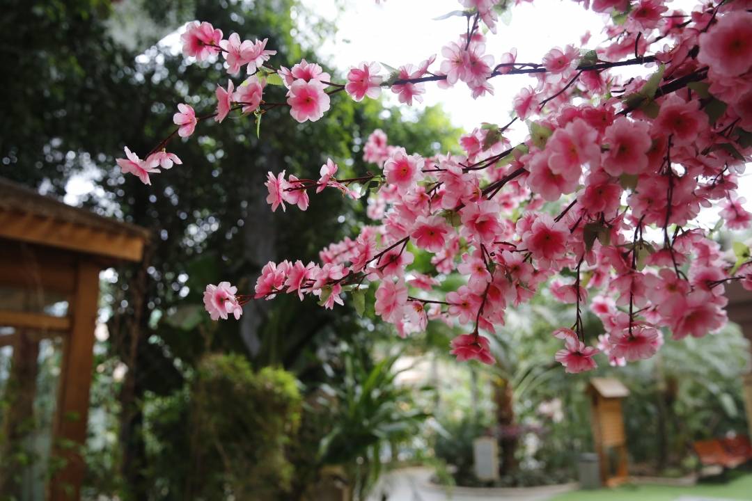 国信南山温泉：念一处春光，等一场花开