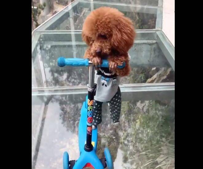 狗狗在玻璃棧道開車，不再害怕發抖，膽子比牛還大！ 萌趣萌寵 第4张