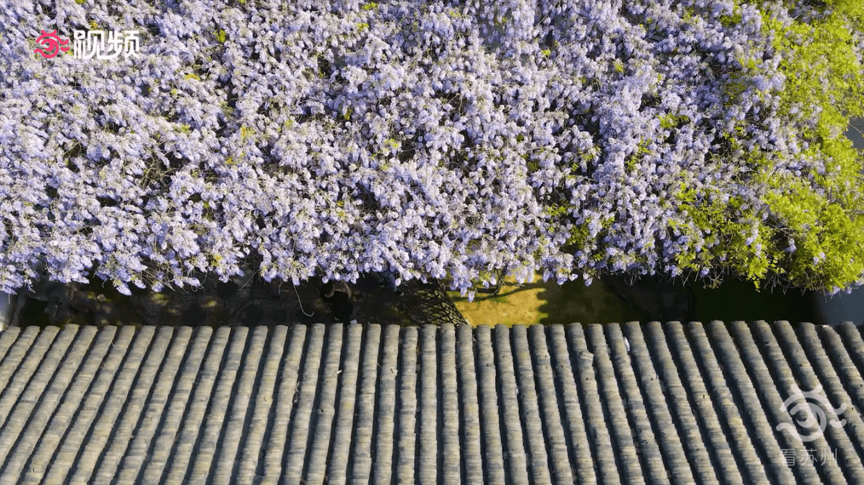 绝美！快来打卡苏州这棵440年的紫藤花