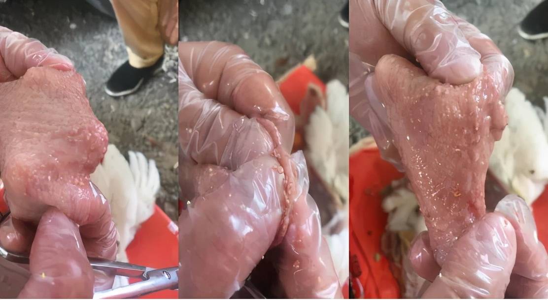 前殖吸虫|初产蛋鸡产蛋上升慢,蛋壳差,输卵管药无效,因为它_蜻蜓