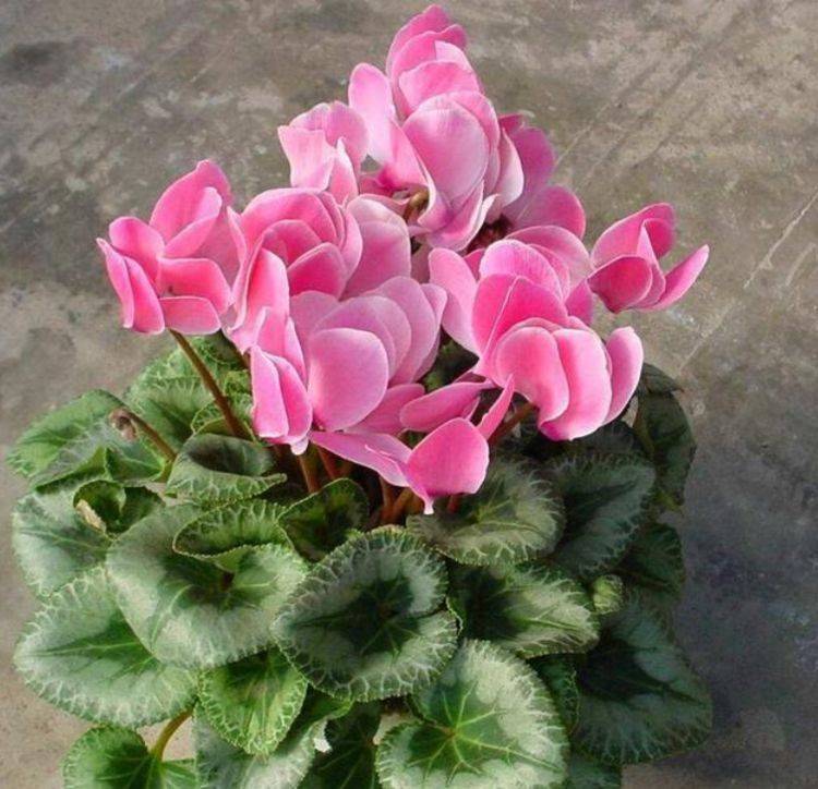 这些花卉美过玫瑰 一年四季花开不停 比香水还好闻 繁花满枝 开花