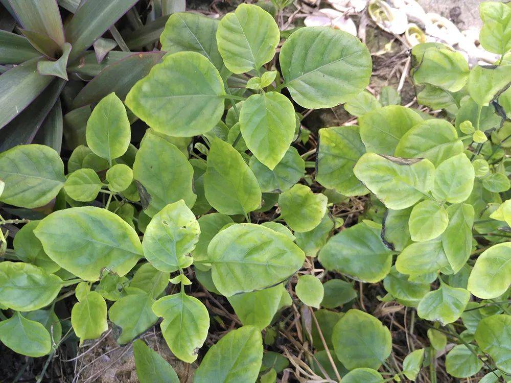 因名字被误解的植物实则价值很高药食两用以后遇到请重视