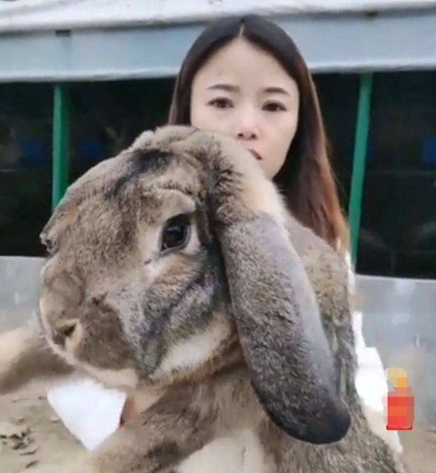 原创全球最大兔子头似公羊重45斤养了11年被偷了主人悬赏寻找