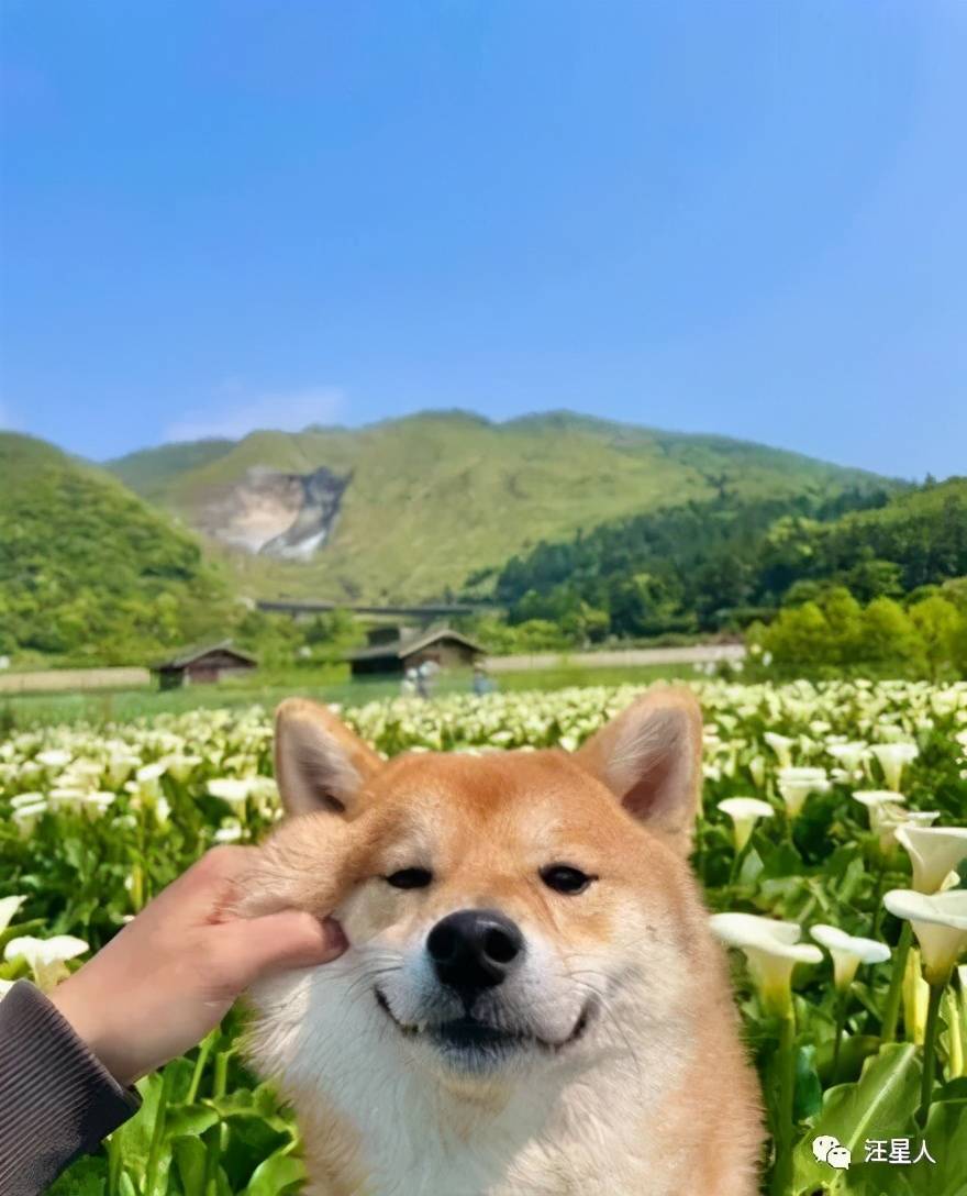 带阿柴去爬山却被它轻松超越,狗子还回头嘲笑他,好气啊