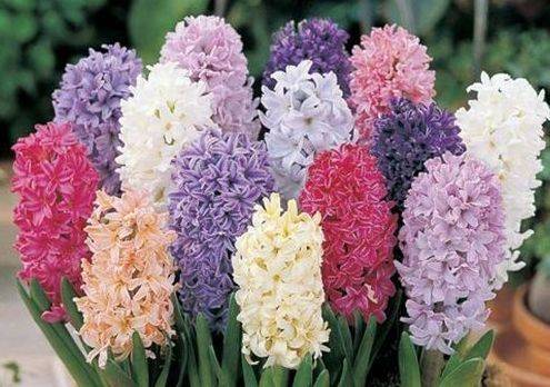 5种花漂亮又好养 比牡丹好看 要型有型 要香有香 花开富贵 开花