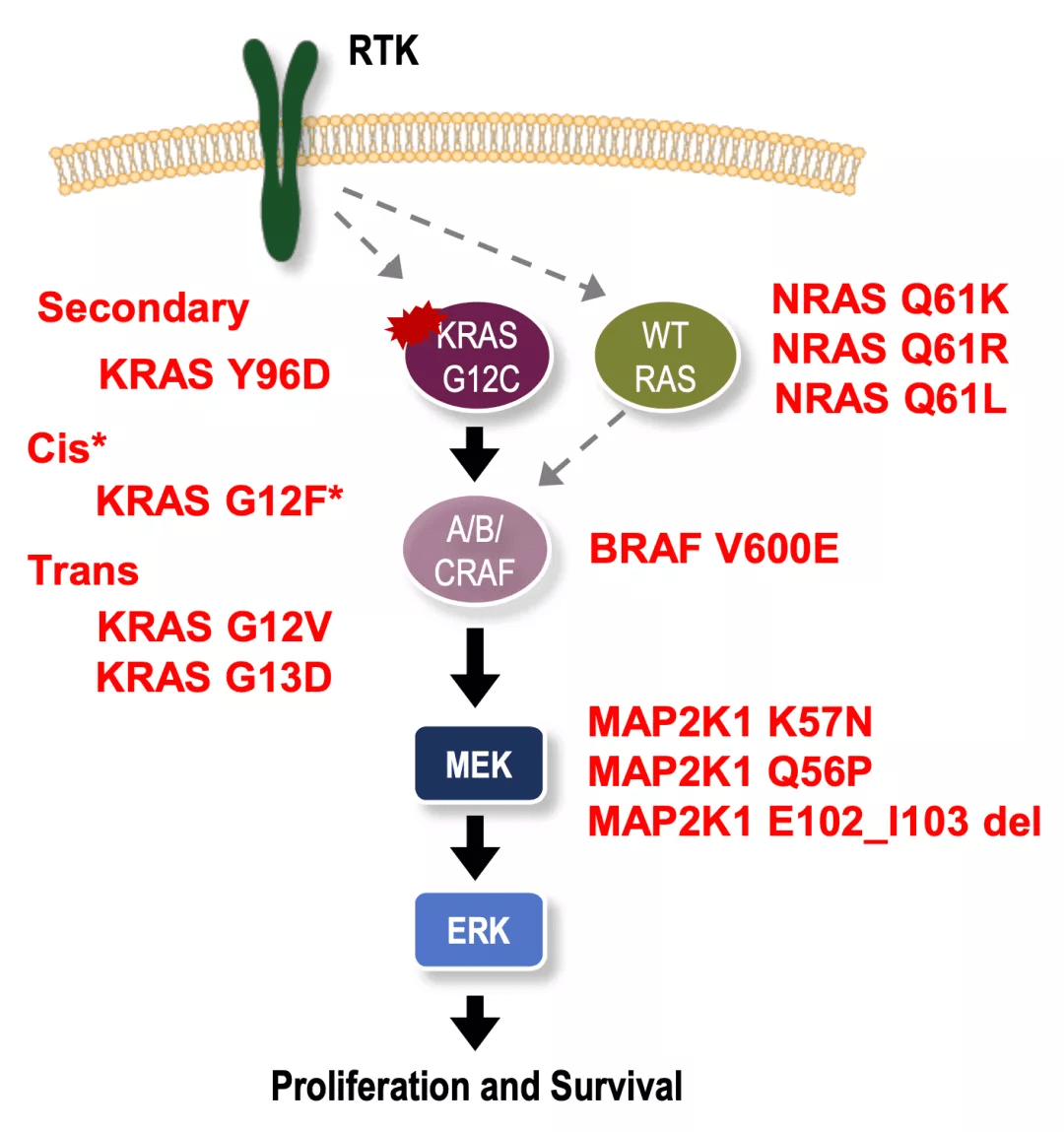 Kras nras braf msi что это