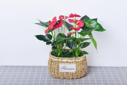 盆栽花卉什么时候剪枝 32bf143e84594ca0a0ac4c10ae58acf3.jpeg