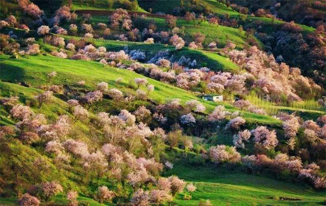新疆几十公里花海开始盛放，一株580年最老野树，开出最艳鲜花