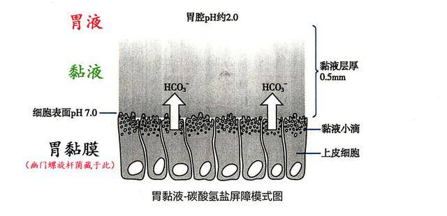 胃黏液由胃黏膜分泌,附着于胃黏膜上,一种黏黏的东西,黏稠度为水的30